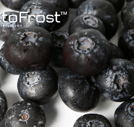 IQF BLUEBERRIES AND COMMON CHALLENGES FOR BLUEBERRY PROCESSORS